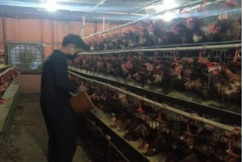 Mengintegrasikan Kewirausahaan dan Peternakan: Peran Experimental Farm Fapet Unsoed dalam Produksi Telur Ayam Berkualitas