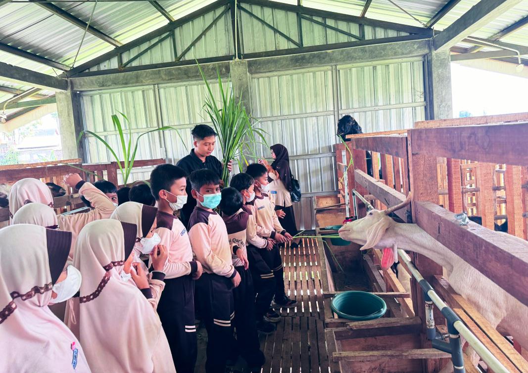 Outing Class Inspiratif: Sentuhan Nyata Hewan Ternak Jadikan Belajar Lebih Bermakna