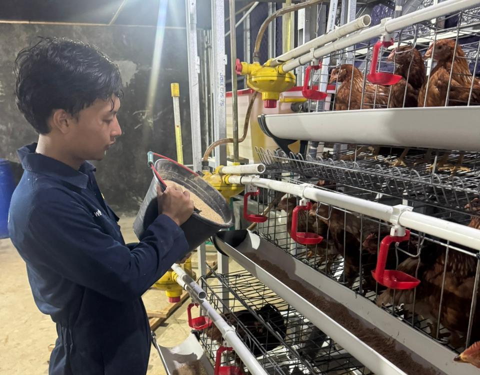 Transformasi Unggas Modern: Fapet Unsoed Lakukan Chick In 350 Ayam Petelur di Kandang Closed House