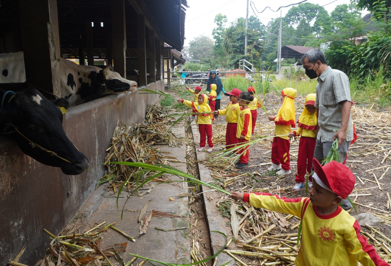 TK An-Nur Melakukan Kunjungan Ke Experimental Farm Fapet Unsoed dalam Rangka Outing Class