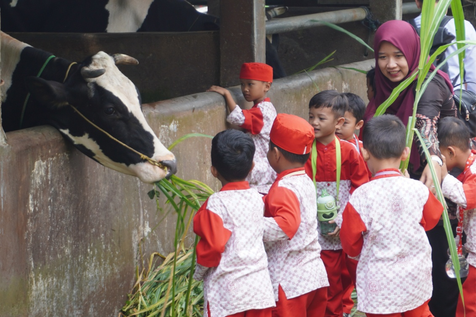 TK Pertiwi Karangrau Sokaraja Menerapkan Pembelajaran Luar Kelas di Teaching & Experimental Farm Fapet Unsoed