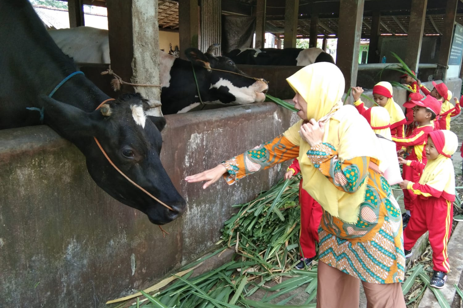 TK Diponegoro Purwokerto Wetan Memperluas Wawasan Siswa Melalui Kunjungan ke Exp.Farm FAPET UNSOED